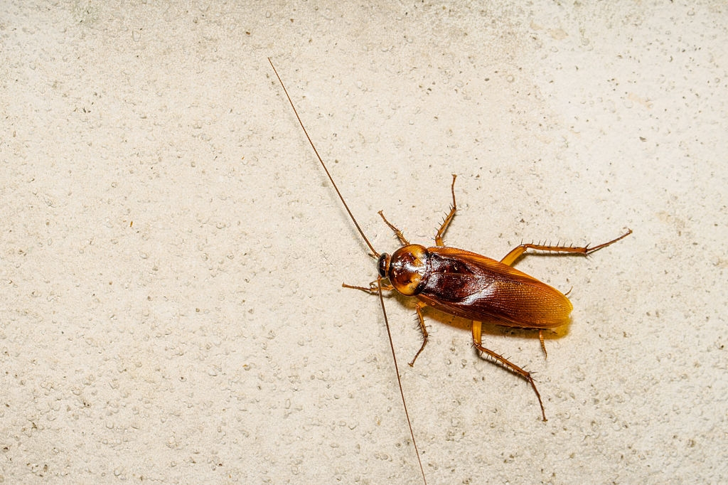 Cockroach Control, Pest Control in East Sheen, SW14. Call Now 020 8166 9746
