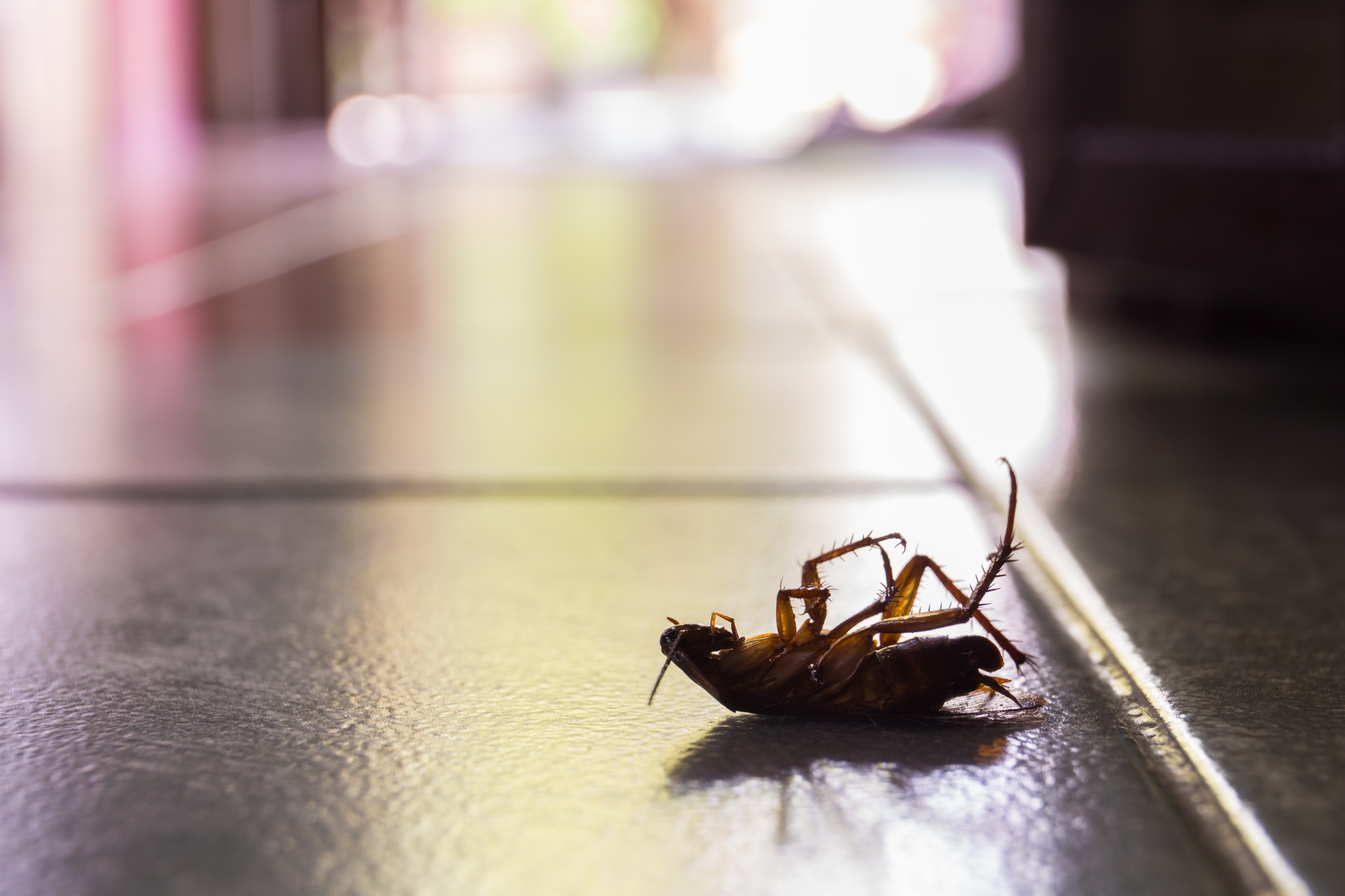 Cockroach Control, Pest Control in East Sheen, SW14. Call Now 020 8166 9746