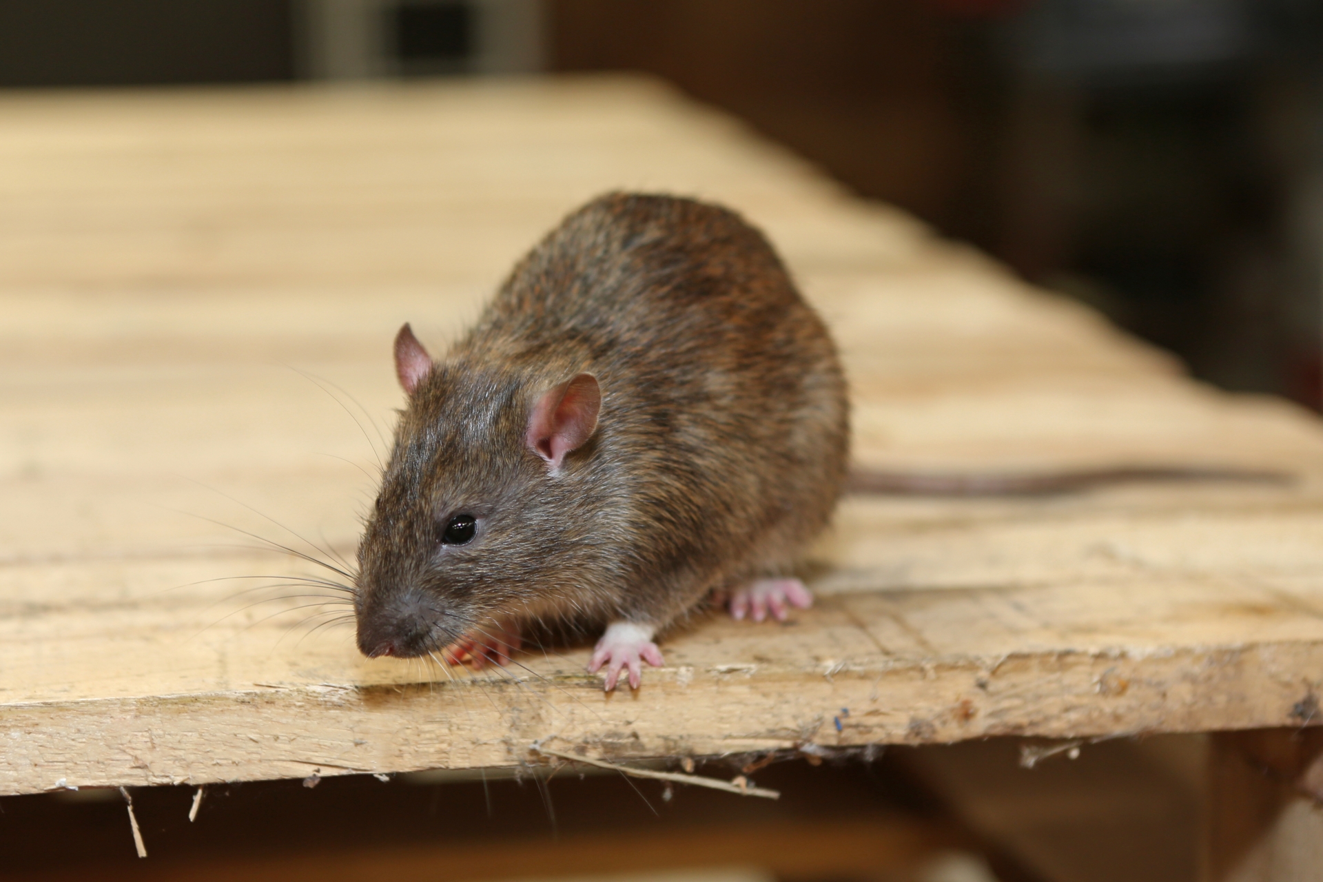 Rat Control, Pest Control in East Sheen, SW14. Call Now 020 8166 9746