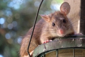 Rat extermination, Pest Control in East Sheen, SW14. Call Now 020 8166 9746