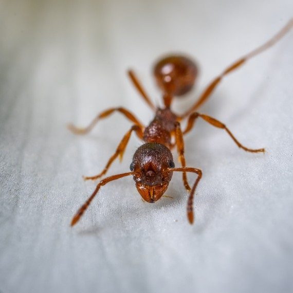 Field Ants, Pest Control in East Sheen, SW14. Call Now! 020 8166 9746