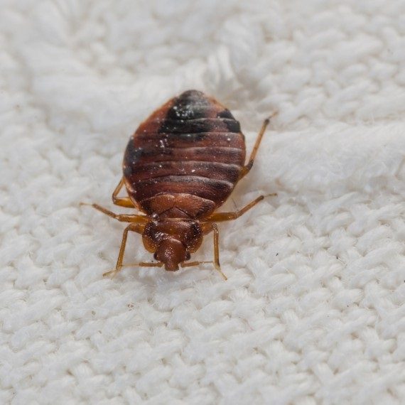 Bed Bugs, Pest Control in East Sheen, SW14. Call Now! 020 8166 9746