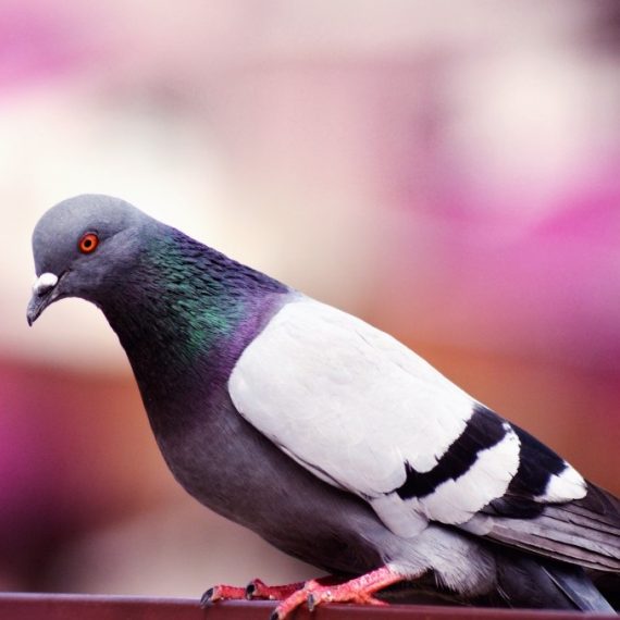 Birds, Pest Control in East Sheen, SW14. Call Now! 020 8166 9746
