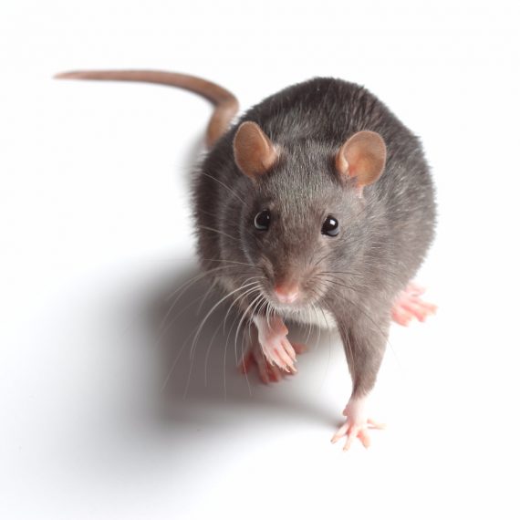 Rats, Pest Control in East Sheen, SW14. Call Now! 020 8166 9746